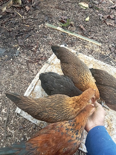 Tahap-Tahap Cara Melakukan Perkawinan Silang Ayam Kampung Dan Ayam Hutan