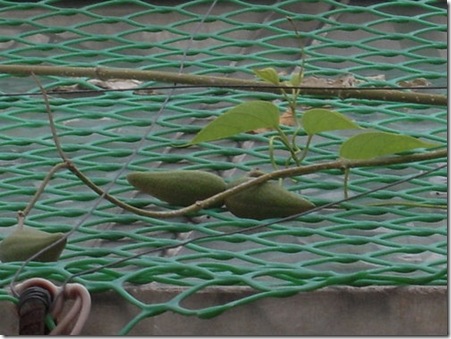 clip_image003