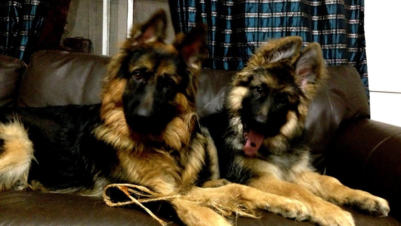 Long Haired German Shepherd For Sale