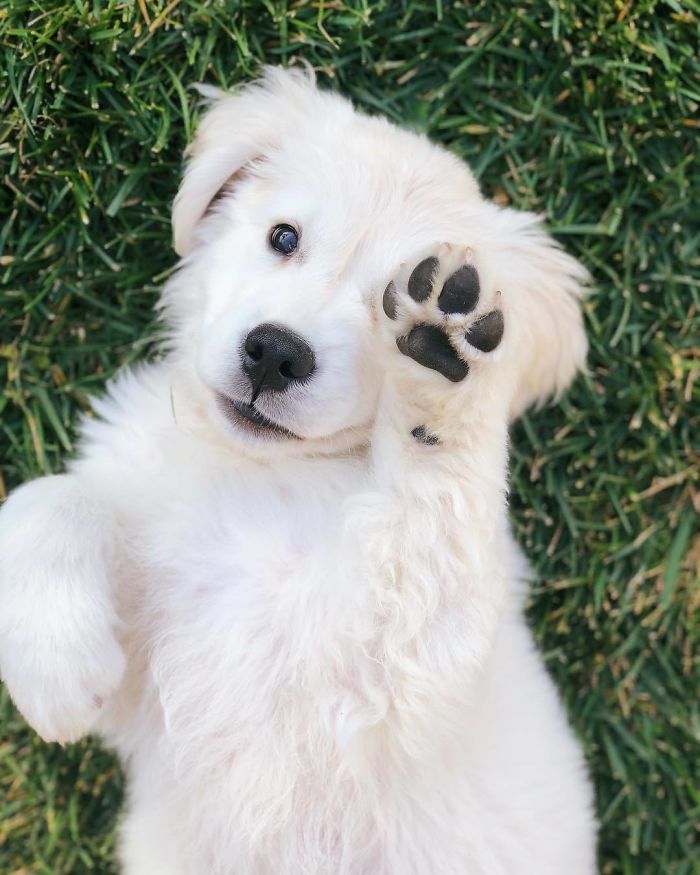 20 Photos Prove That Golden Retrievers Are The Best Dogs In The World