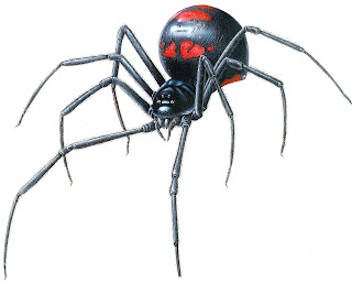 black widow spider web latrodectus fact poisonous animal arachnida wallpaper