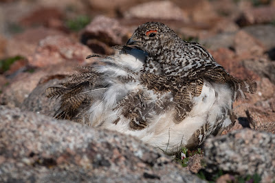 White-tailed Ptarmigan, Mount Evans