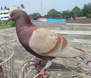 Kandang Merpati Duren Tiga: Burung Balap