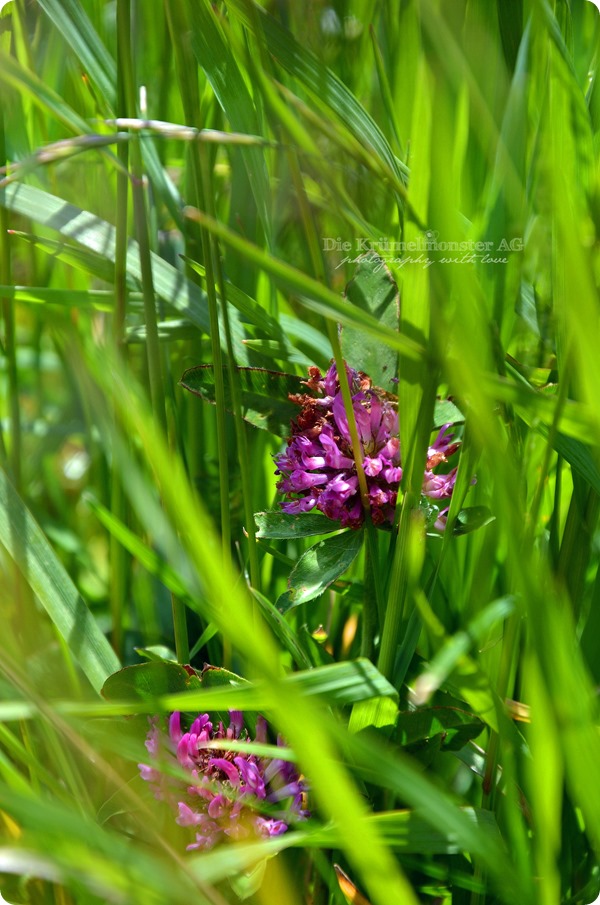 Hunderunde (21) Erdbeerfeld 16052014