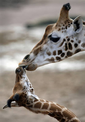 Beautiful photos of babies Animals with Moms