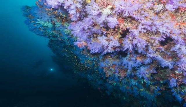 BERBURU PENYU HIJAU DI PULAU MARATUA