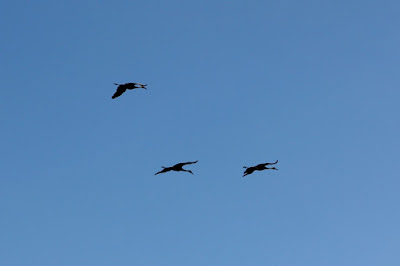sandhill cranes at Crex Meadows