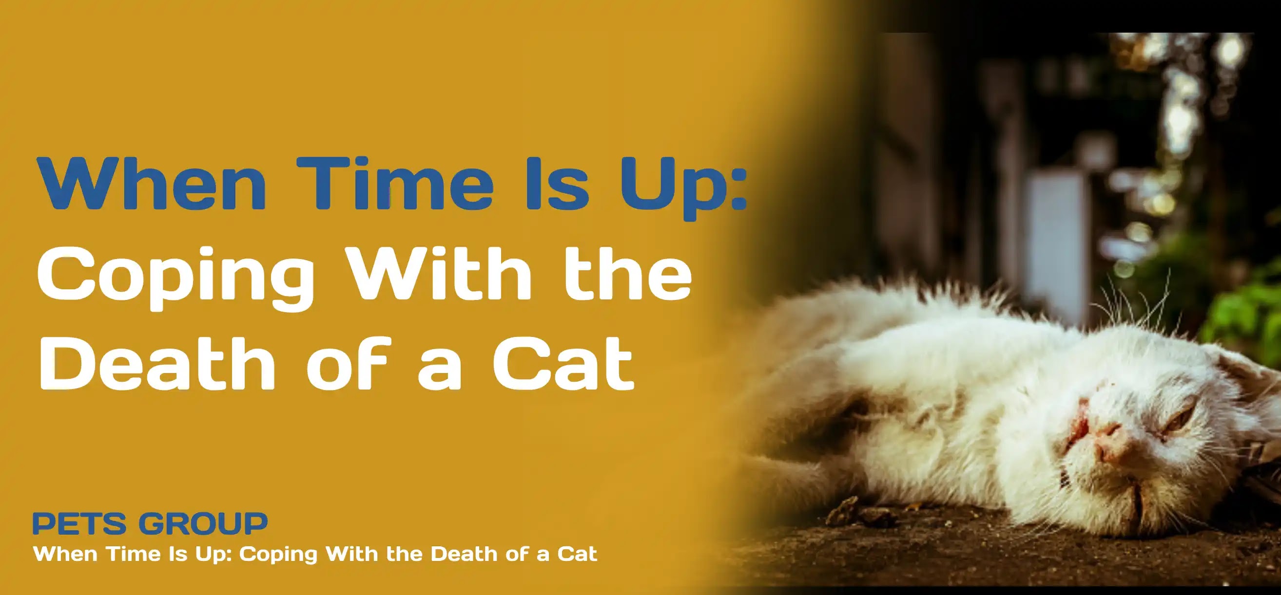 When Time Is Up: Coping With the Death of a Cat