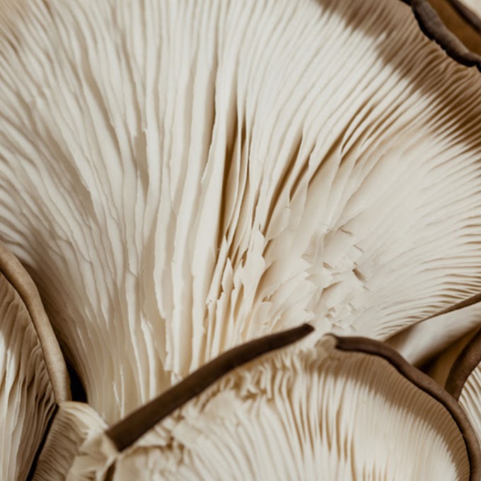  Mushrooms for endurance athletes | Fresh & dry mushrooms | Biobritte mushroom center