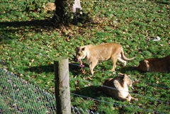 lions2
