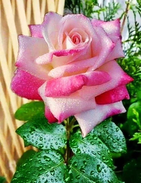 Pink And White Rose Pics