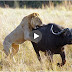  lion vs buffalo