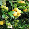Small Yellow Fruit That Grows On Trees - Free picture: two, yellow, peach, fruits, tree - Fig trees don't have many pests or diseases in north america.