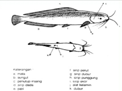  Lengkap Penjelasan Klasifikasi dan Morfologi Ikan Lele 