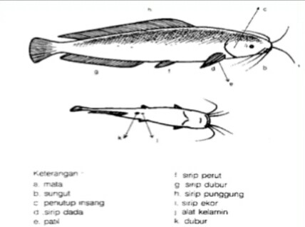 Konsep Top Morfologi Ikan Lele