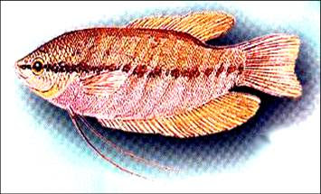 anaklaut: Nama Saintifik Ikan Airtawar