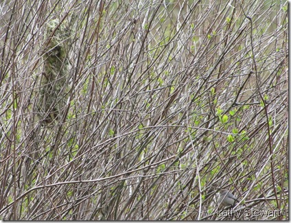 Bushtit at nest