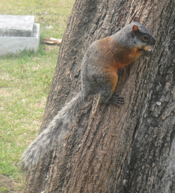 Mexican Red-bellied Squirrel (Sciurus aureogaster)