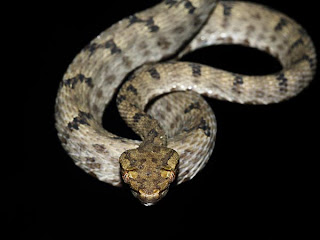 Smallest pit viper