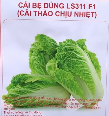 Hạt giống Cải thảo chịu nhiệt