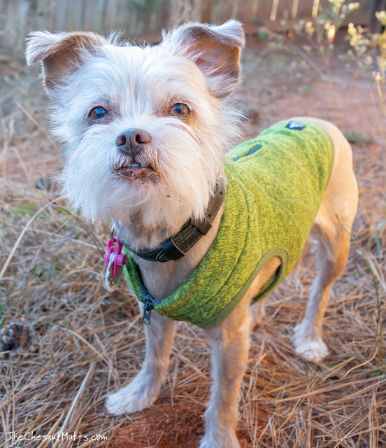 Green dog sweater by Kurgo