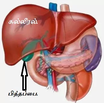 liver