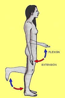 movimientos de flexión y extensión