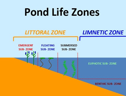 Littoral Graphic