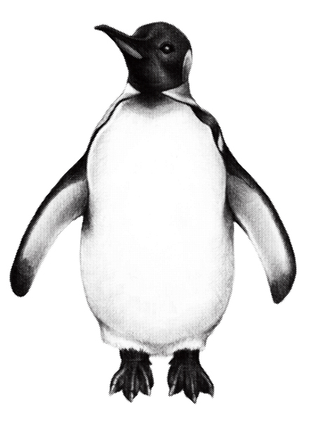 心に強く訴えるリアル 白黒 ペンギン イラスト かわいいディズニー画像