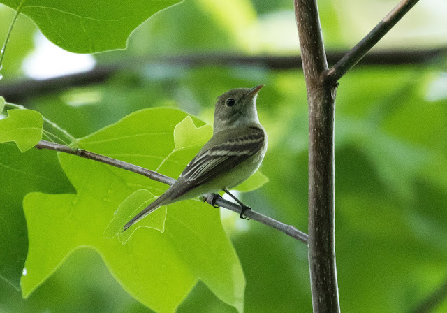 Acadian Flycatcher - Nan Weston Preserve, Michigan, USA