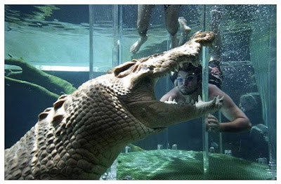Swimming With Crocodile