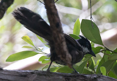 Eastern Whipbird