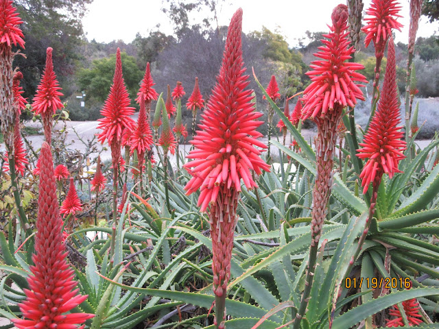 Torch aloe