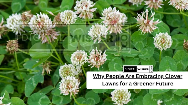 Why People Are Embracing Clover Lawns for a Greener Future