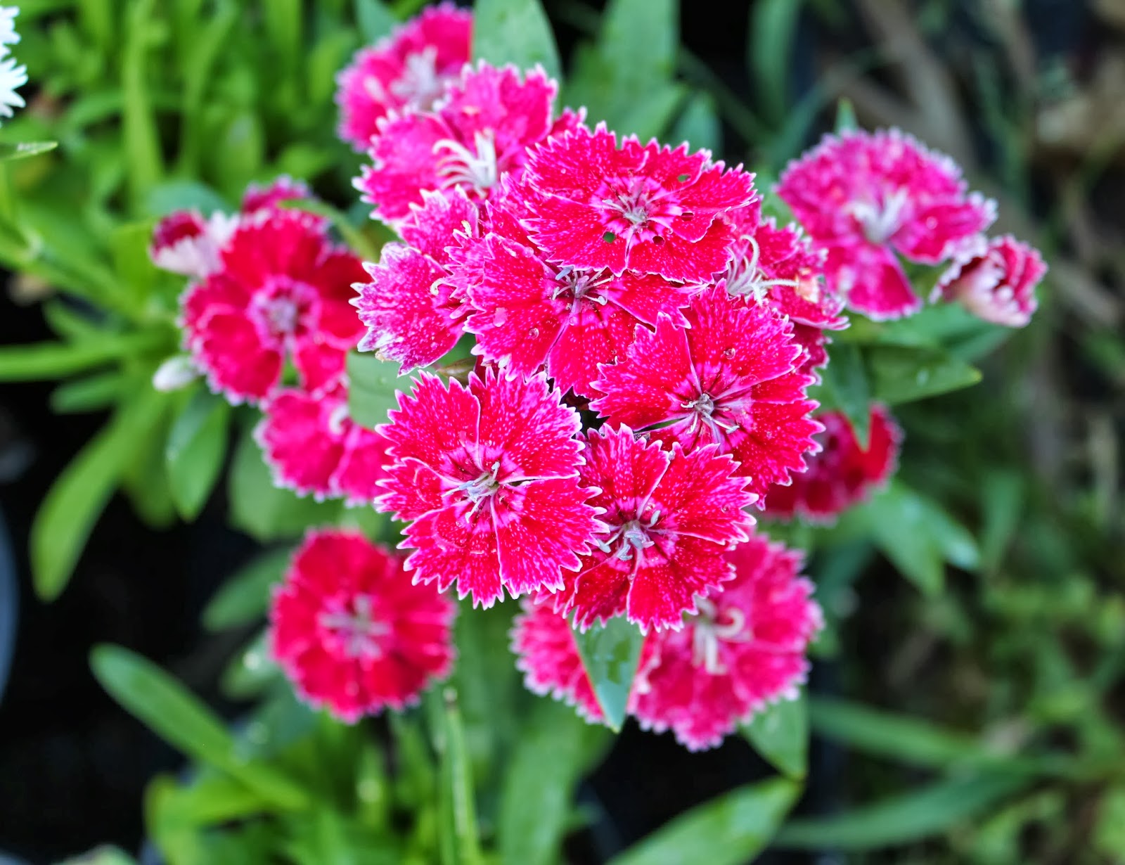 Florez Nursery: Dianthus chinensis, Chinese Pink