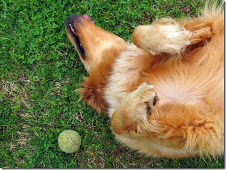 fetch