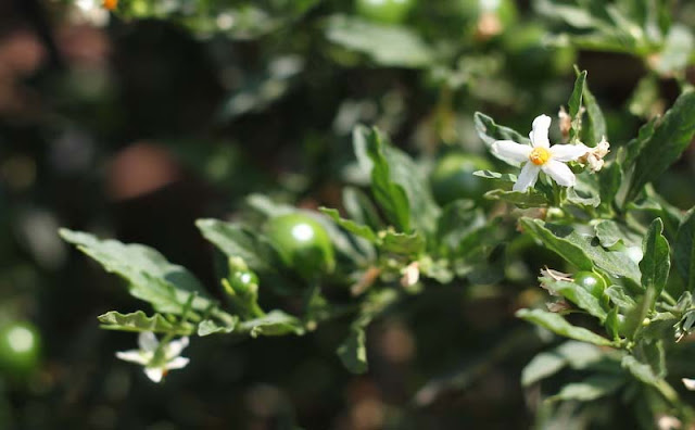 Solanum Pseudocapsicum