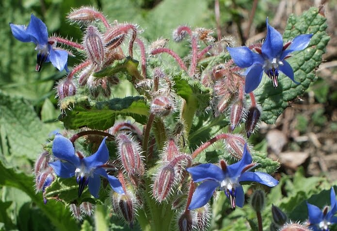 Borago officinalis along the Río Cádiar - photo: casa rural El Paraje