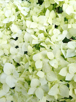 white hydrangea flower iphone