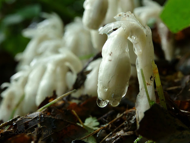 Monotropa uniflora