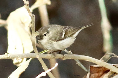 Hume's Warbler