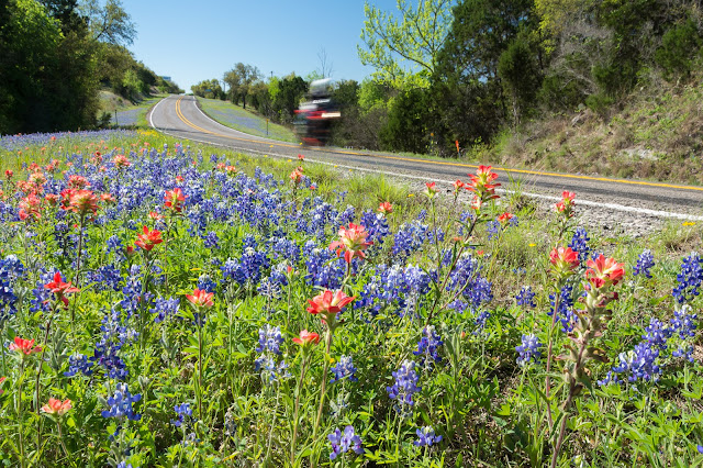 Bluebonnets and Indian Paintbrush, FM 1431