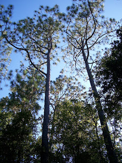 UWF Nature Trail Pine Trees