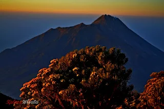 Edelways Gunung Merbabu dan Gagahnya Puncak Gunung Merapi