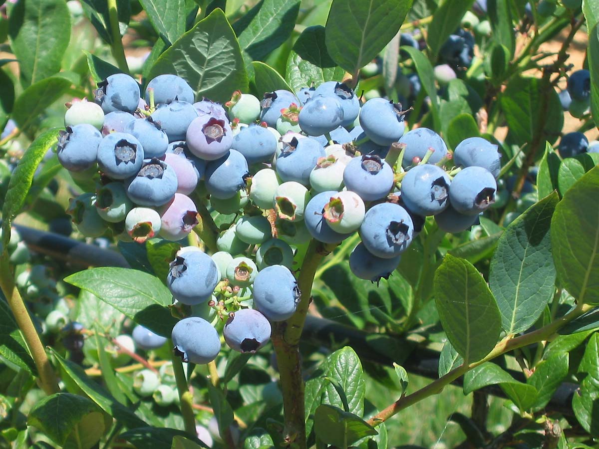 Thoughts And Deeds Planting Blueberry Bush In Shomron For Tu Bshavat