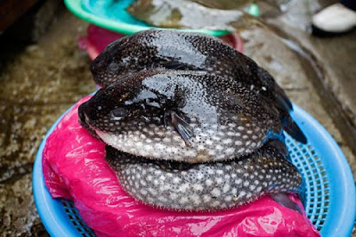 Jagalchi Fish Market Pusan