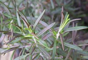 Rosemary Rosmarinus officinalis harmed by first frost