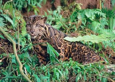 kucing macan dahan asli indonesia
