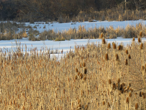 winter pond