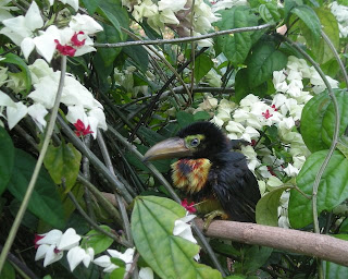 Collared Aracari Toucan (Pteroglossus torquatus)